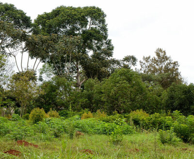 Agroforestry