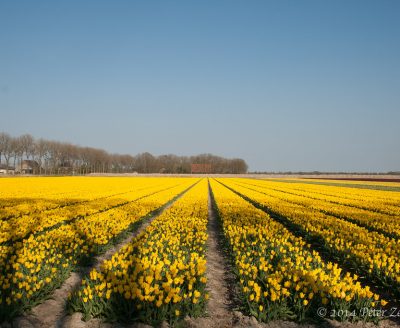 Flevoland